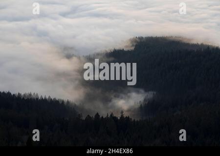 Nebel über Bäumen Stockfoto