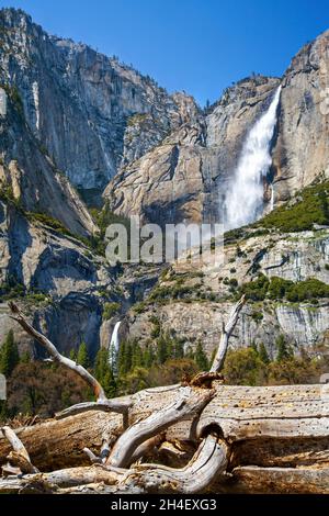 Der doppelte Wasserfall der Yosemite Falls, mit einem toten Baum im Vordergrund. Dies ist der höchste Wasserfall im Yosemite National Park, Kalifornien, USA. Stockfoto