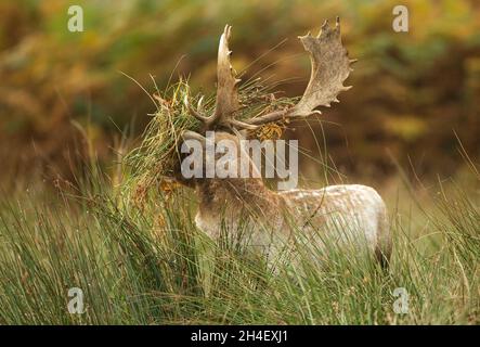 Damhirsch mit Vegetation auf dem Kopf und Geweih Stockfoto