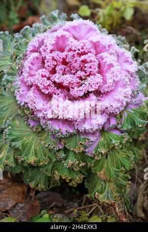 Dekorativer Lockenkohl Brassica oleracea im Spätherbst im Frost Stockfoto