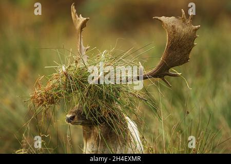 Damhirsch mit Vegetation auf seinem Geweih Stockfoto