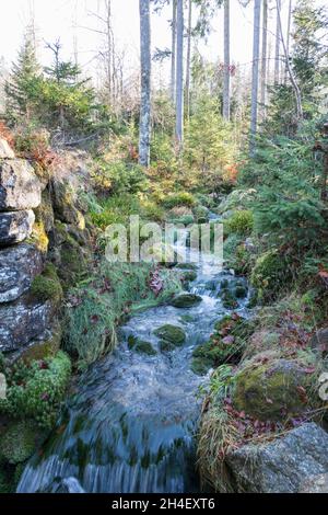 Wildbach im Bayerischen Wald, Torrent im Bayerischen Wald Stockfoto