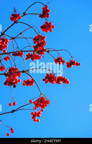Rote reife Viburnum opulus Beeren am Ast gegen klaren blauen Himmel im Sonnenlicht. Wachtvater stieg im Herbst oder Wasserälteste. Selektiver Fokus Stockfoto