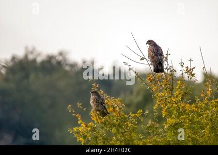 Zwei Bussarde, Buteo buteo, sitzen in einem Heckenbaum von Norfolk. Stockfoto