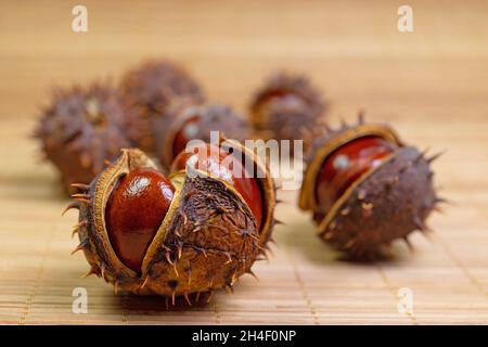 Rosskastanien, Aesculus hippocastanum, aus nächster Nähe Stockfoto