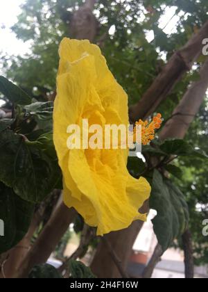 Nahaufnahme der gelben Blüte eines Hibiskus Stockfoto