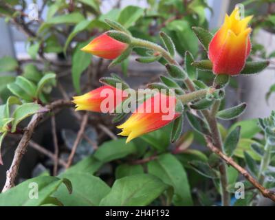 Rote und gelbe Blumen in einem Garten. Echeveria Setosa Stockfoto