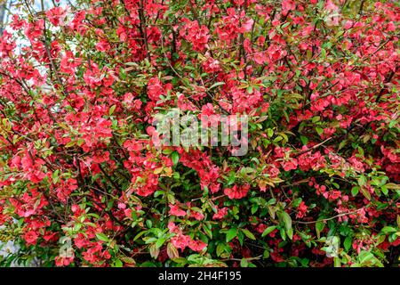 Nahaufnahme der zarten roten Blüten des Chaenomeles japonica-Strauches, allgemein bekannt als japanische Quitte oder Maule-Quitte in einem sonnigen Frühlingsgarten, wunderschönes J Stockfoto