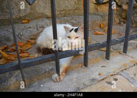 Eine Straßenkatze entspannt sich in der versperrten Tür eines historischen Gebäudes im mittelalterlichen Zentrum der Stadt Krk auf der Insel Krk in der Gespanschaft Primorje-Gorski Kotar Stockfoto