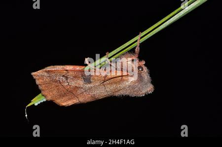 Gebogene Dartmotte (Choephora fungorum), die nachts in Houston, TX, auf einer Kiefernnadel Eier legt. Stockfoto