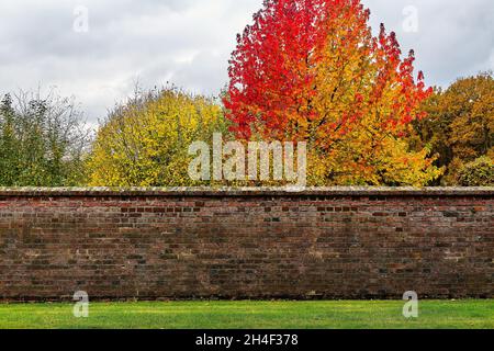 Leuchtend rote Ahornblätter hinter einer alten Ziegelwand. Schloss Westerwinkel, Deutschland Stockfoto