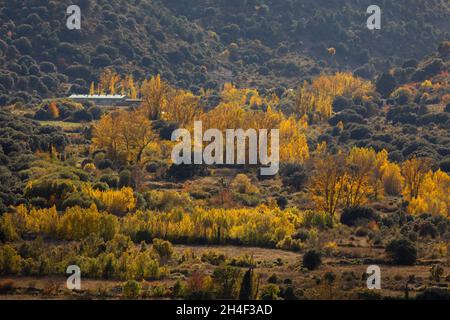 Landschaft mit herbstlichen Bäumen, wilden Pappeln mit gelben Blättern, in der Morana-Schlucht, im Naturpark Moncayo, Zaragoza, Aragon, Spanien Stockfoto