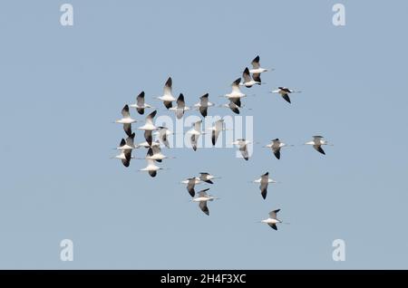 Amerikanische Avocets, Recurvirostra americana, Flock im Flug Stockfoto