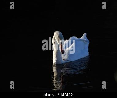 Schwan auf sehr dunklem Wasser mit Reflexion Stockfoto