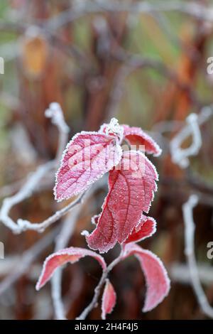 Der Herbst geht auf dem Ast in Frostnadeln am Morgen aus. Stockfoto