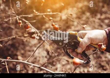 Im Herbst im Garten Rosenhüftbüsche beschneiden. Arbeiten im Garten. Stockfoto