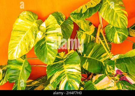 Tropische grüne und gelbe Pflanze mit großen Blättern Dieffenbachia dumm Cane Hauspflanze klettert die Wand in Playa del Carmen Mexiko. Stockfoto