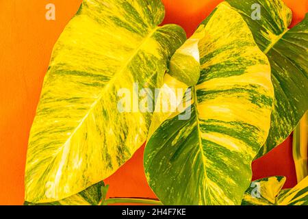 Tropische grüne und gelbe Pflanze mit großen Blättern Dieffenbachia dumm Cane Hauspflanze klettert die Wand in Playa del Carmen Mexiko. Stockfoto