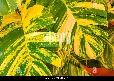 Tropische grüne und gelbe Pflanze mit großen Blättern Dieffenbachia dumm Cane Hauspflanze klettert die Wand in Playa del Carmen Mexiko. Stockfoto