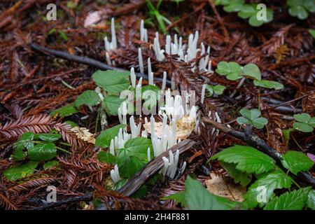 Ansammlung von Feenfingern, umgeben von grünen Blättern und Tannenabfällen, die im Herbst auf dem Waldboden in den kalifornischen Redwoods wachsen Stockfoto