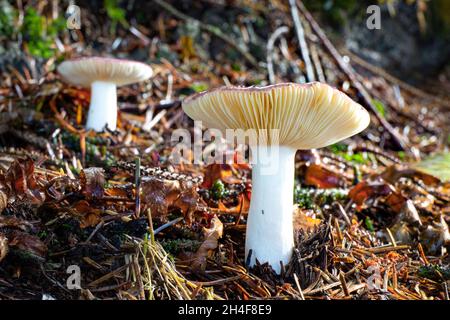 Zwei große Täubling-Pilze im Wald duff an der Küste von Oregon Stockfoto