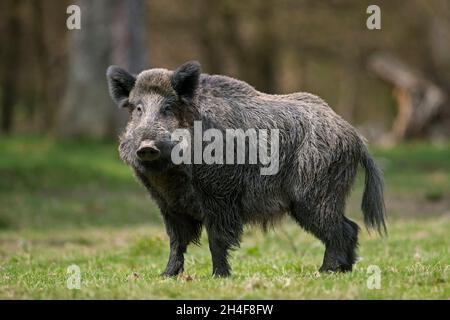 Einsames Wildschwein (Sus scrofa) Männchen, das am Waldrand/Waldrand Futter ergattert Stockfoto