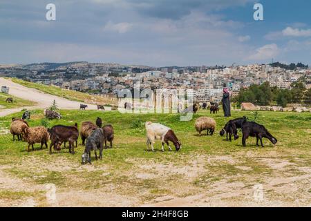 JERASH, JORDANIEN - 1. APRIL 2017: Ziegenherde in den Ruinen von Jerash, Jordanien Stockfoto