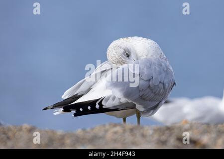 An einem Strand im Norden Idahos schmiegt sich ein Ring mit Schnabel in seine Flügel. Stockfoto