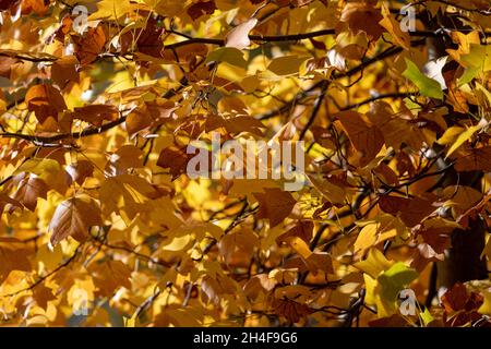 Goldener Herbst, Blätter drehen sich auf einem Baum in New Alresford, Hampshire, Großbritannien Stockfoto