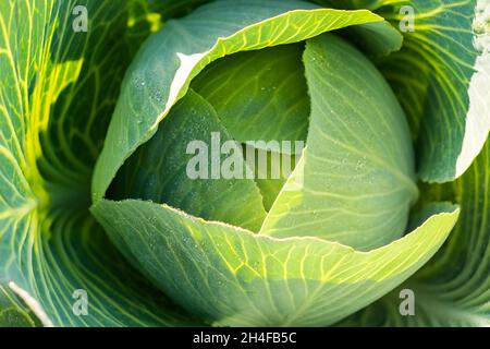 Frisch geernteter Kohl mit den meisten äußeren Blättern noch intakt und offen. Stockfoto