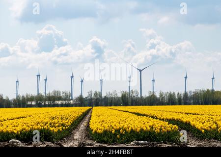 Niedriger Winkel über ein Feld mit langen Reihen gelber Tulpen in den Niederlanden mit einer großen Anzahl moderner Windturbinen oder Windmühlen im Hintergrund Stockfoto