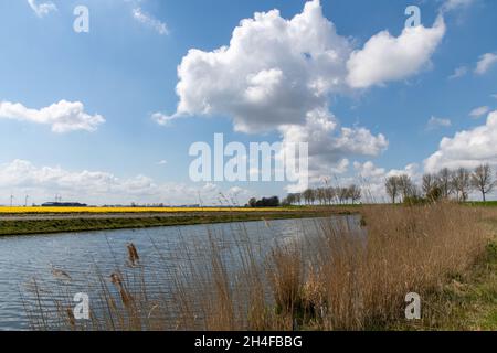 Panoramablick in einer ländlichen Gegend in der Nähe von Oude-Tonge, Niederlande mit Kanal mit Schilfbeeten und einem Feld von gelben Tulpen auf der anderen Seite gesäumt Stockfoto