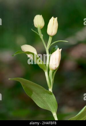 Cepalanthera damasonium ist eine Art terrestrischer Orchidee. Stockfoto