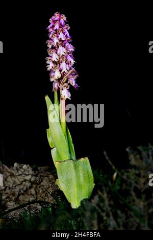 Barlia robertiana oder Himantoglossum robertianum, eine riesige Orchidee. Stockfoto