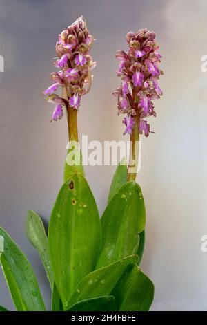 Barlia robertiana oder Himantoglossum robertianum, eine riesige Orchidee. Stockfoto