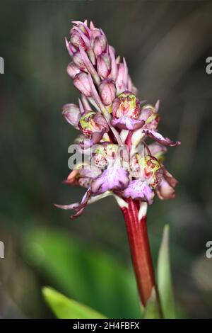 Barlia robertiana oder Himantoglossum robertianum, eine riesige Orchidee. Stockfoto