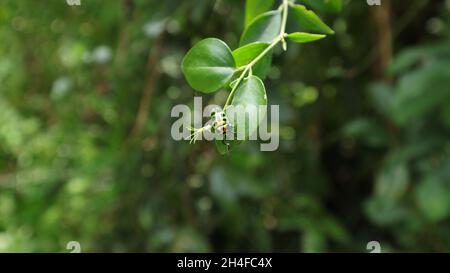 Ein grüner Edelsteinkäfer (Chrysocoris stollii) auf einem grünen Blatt im Garten Stockfoto