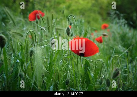 Wilde rote Mohnblumen im Gras Stockfoto