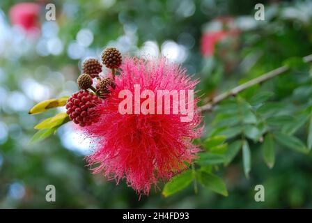 Nahaufnahme der Puderpuffpflanze (Calliandra Haematocephala) blüht mit etwas Morgentau an den Schnüren und einigen Knospen noch ungeöffnet Stockfoto