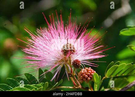 Nahaufnahme der weißen und rosafarbenen Puderpuffpflanze (Calliandra Haematocephala), die mit etwas Morgentau an den Schnüren und einigen Knospen aufblüht Stockfoto