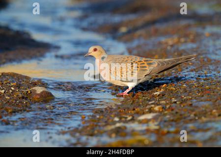 Eine Erwachsene Turteltaube (Streptopelia turtur), die an einem Bach auf der griechischen Insel Lesvos trinkt Stockfoto