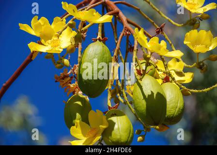 Nahaufnahme der gelben Blüten des Cochlospermum- oder Butterblume- oder Seidenbaumwollbaums in voller Blüte mit einigen noch ungeöffneten Knospen Stockfoto