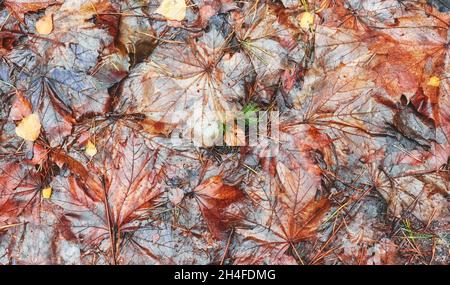 Nasse Herbstblätter auf dem Boden, Naturhintergrund. Stockfoto