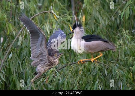 Unreifer und erwachsener Schwarzkronenreiher im Comana Natural Park Stockfoto