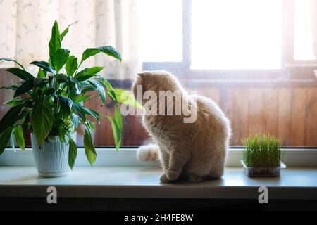 Nette schottische Faltenkatze, die in der Nähe von Katzenrasen oder Katzengras aus Gerste, Hafer, Weizen oder Roggen-Samen sitzt. Katzengras wird im Haus für Haustiere angebaut. Kat Stockfoto