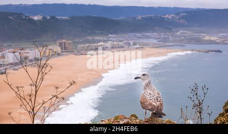 Eine Möwe im Vordergrund vor dem Strand der Stadt Nazare, Portugal.der berühmteste Ort der riesigen brechenden Wellen für Surfer aus der Umgebung Stockfoto