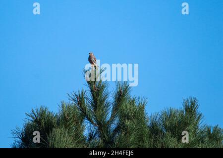 Gewöhnlicher krestel oben auf einem Baum Stockfoto