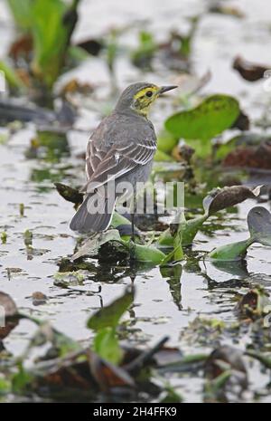 Citrine Wagtail (Motacilla citreola) erster Winter auf schwimmender Vegetation Koshi Tappu, Nepal Januar Stockfoto