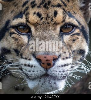 Getrübter Leopard (Neofelis nebulosa), große Nahaufnahme Stockfoto