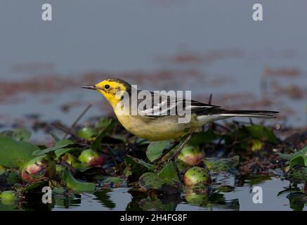 Citrine Wagtail (Motacilla citreola) erwachsener Mann, der auf Wasserhyazinthe Dibru-Saikhowa NP, Assam, Indien, steht Februar Stockfoto